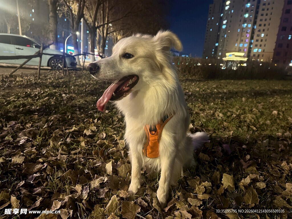 夜晚户外的可爱宠物狗