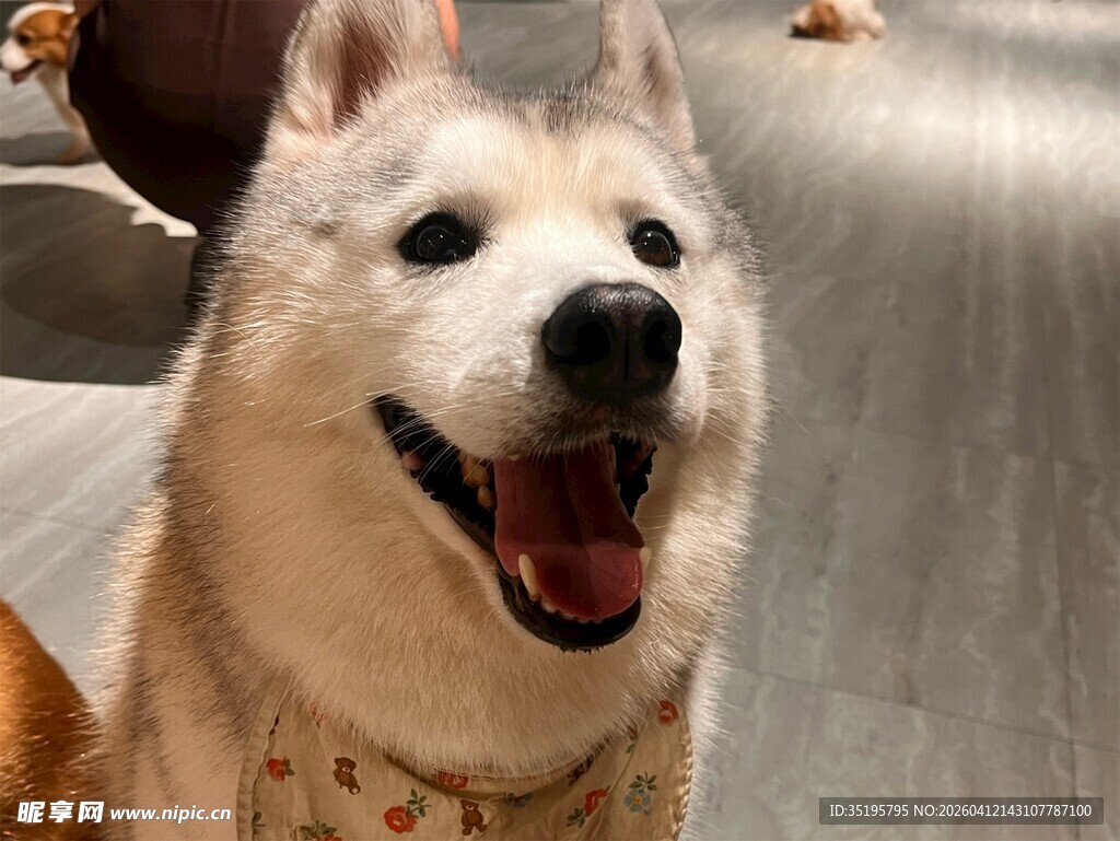 微笑的萨摩耶犬