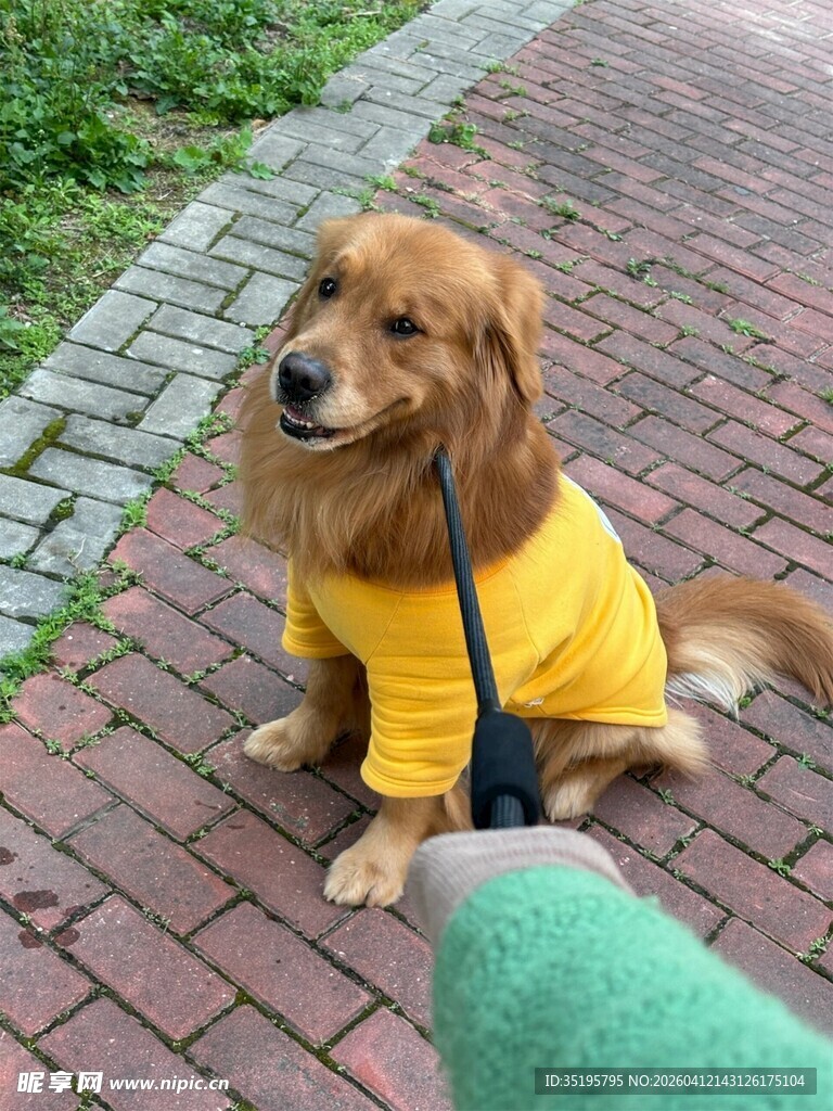 穿黄衣的可爱金毛犬