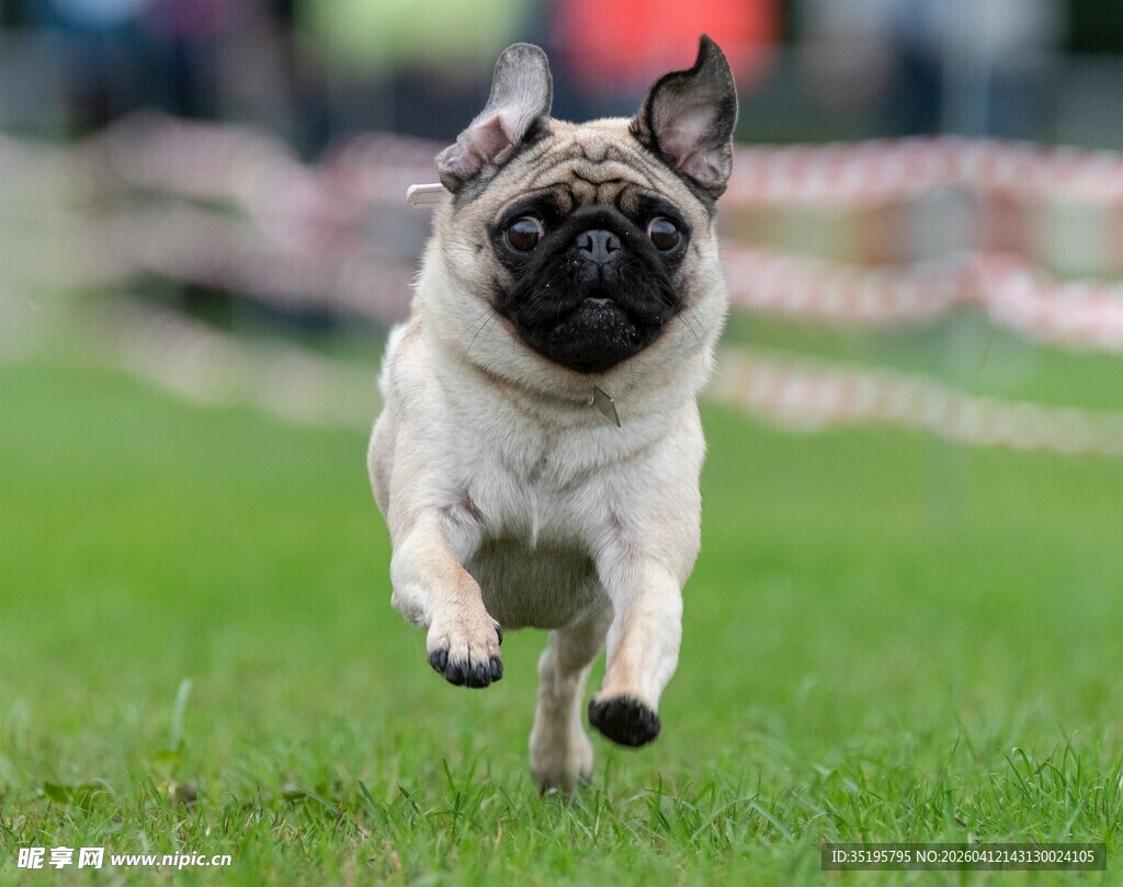 奔跑的可爱巴哥犬