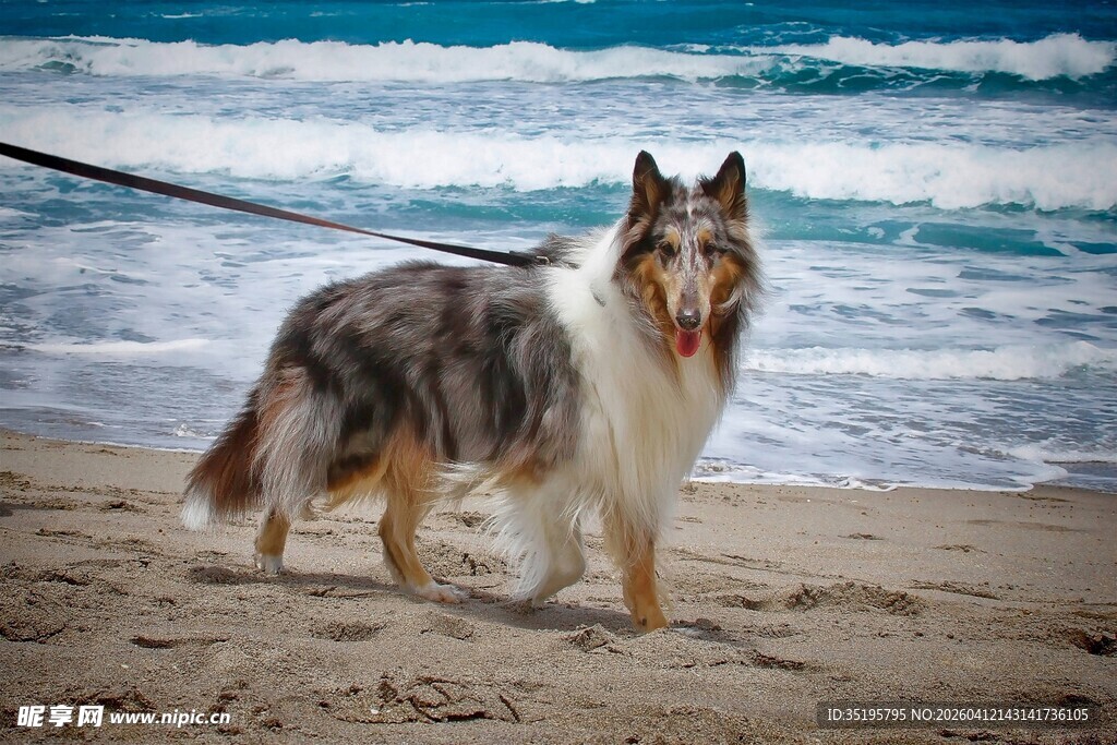 海边漫步的牧羊犬