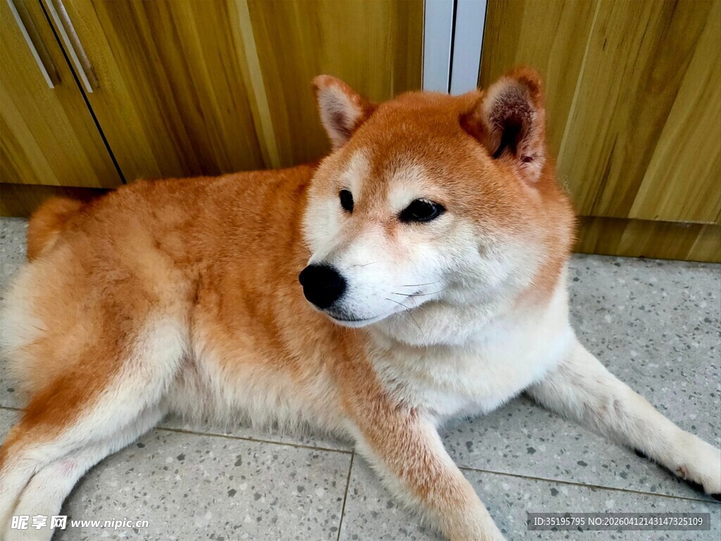 趴着的可爱柴犬