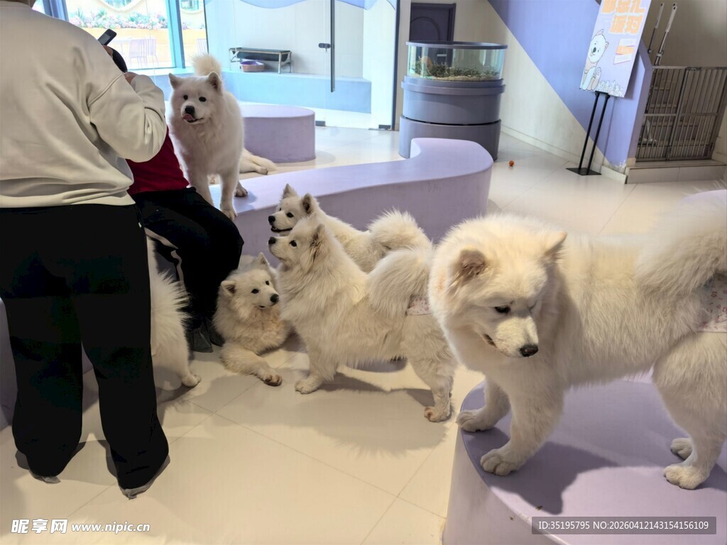 室内几只萨摩耶乖巧待着