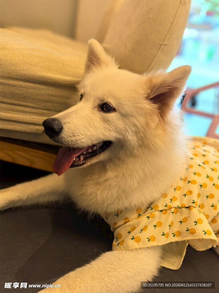 穿花衣的可爱白狗狗