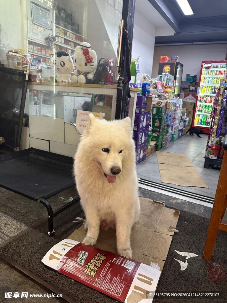 店内可爱萨摩耶乖巧站立