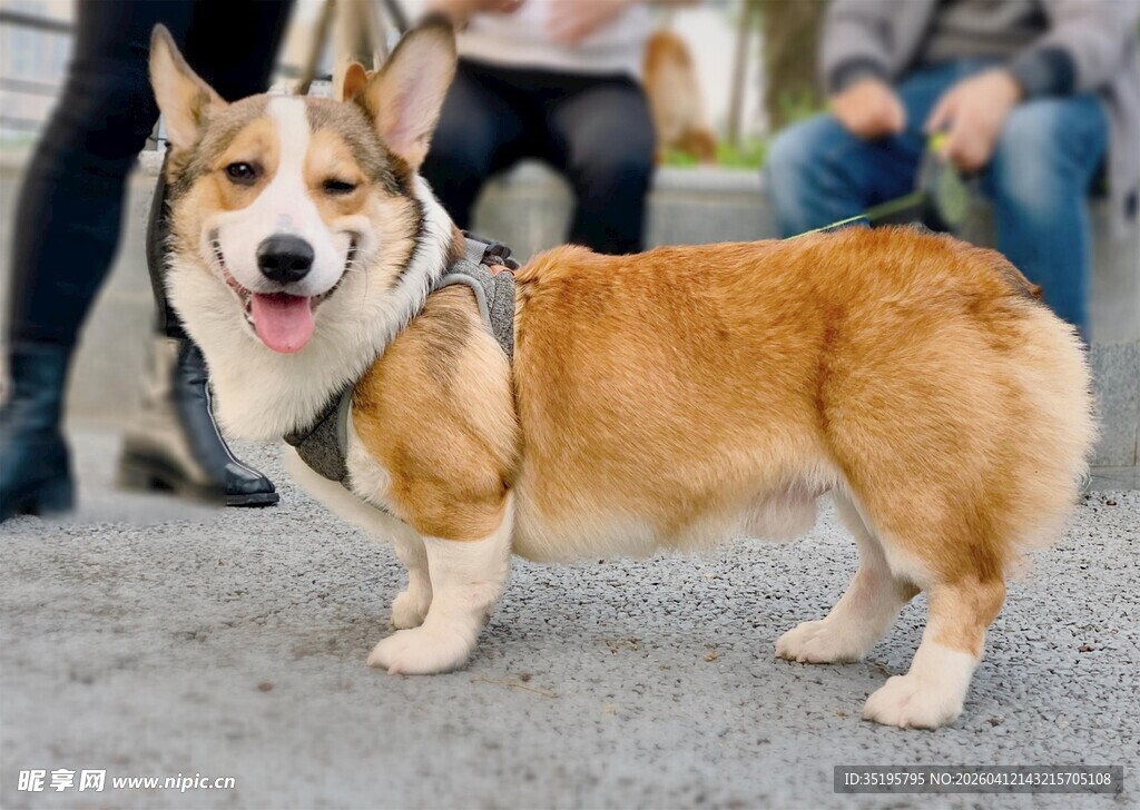 可爱柯基犬街头模样