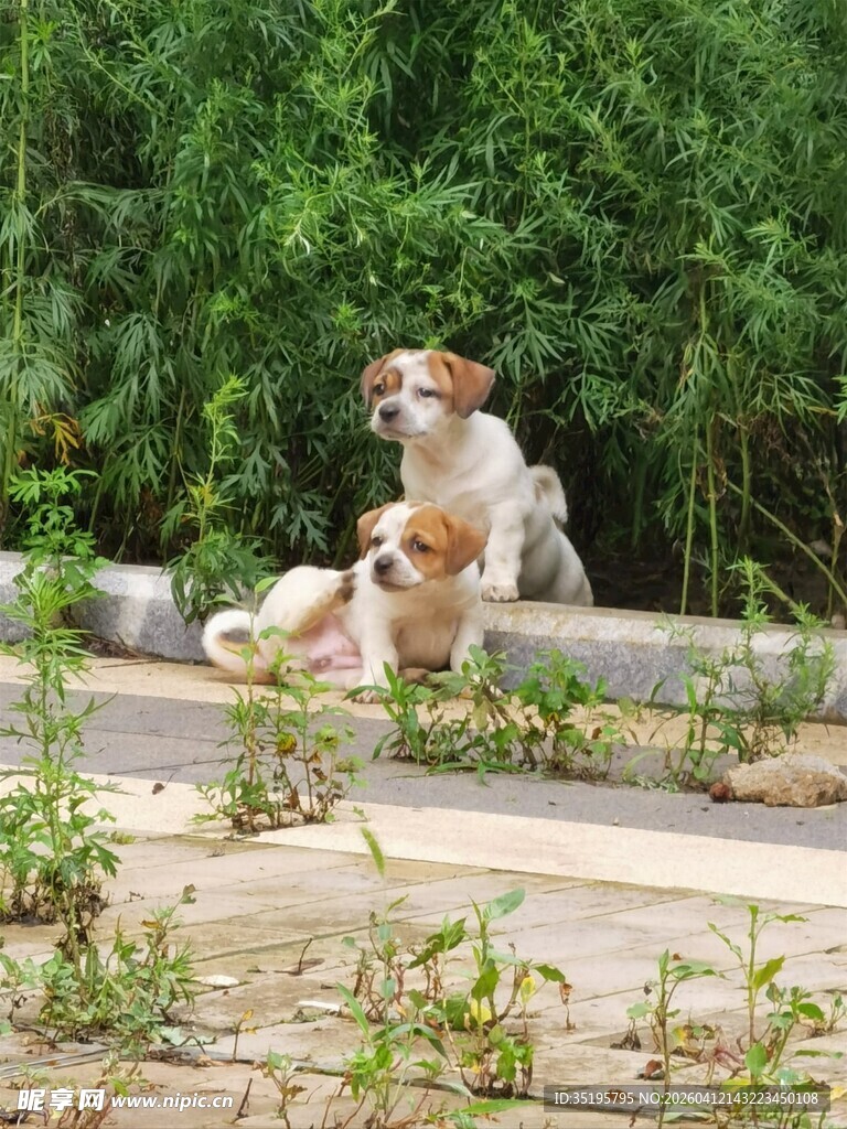 路边休憩的可爱狗狗