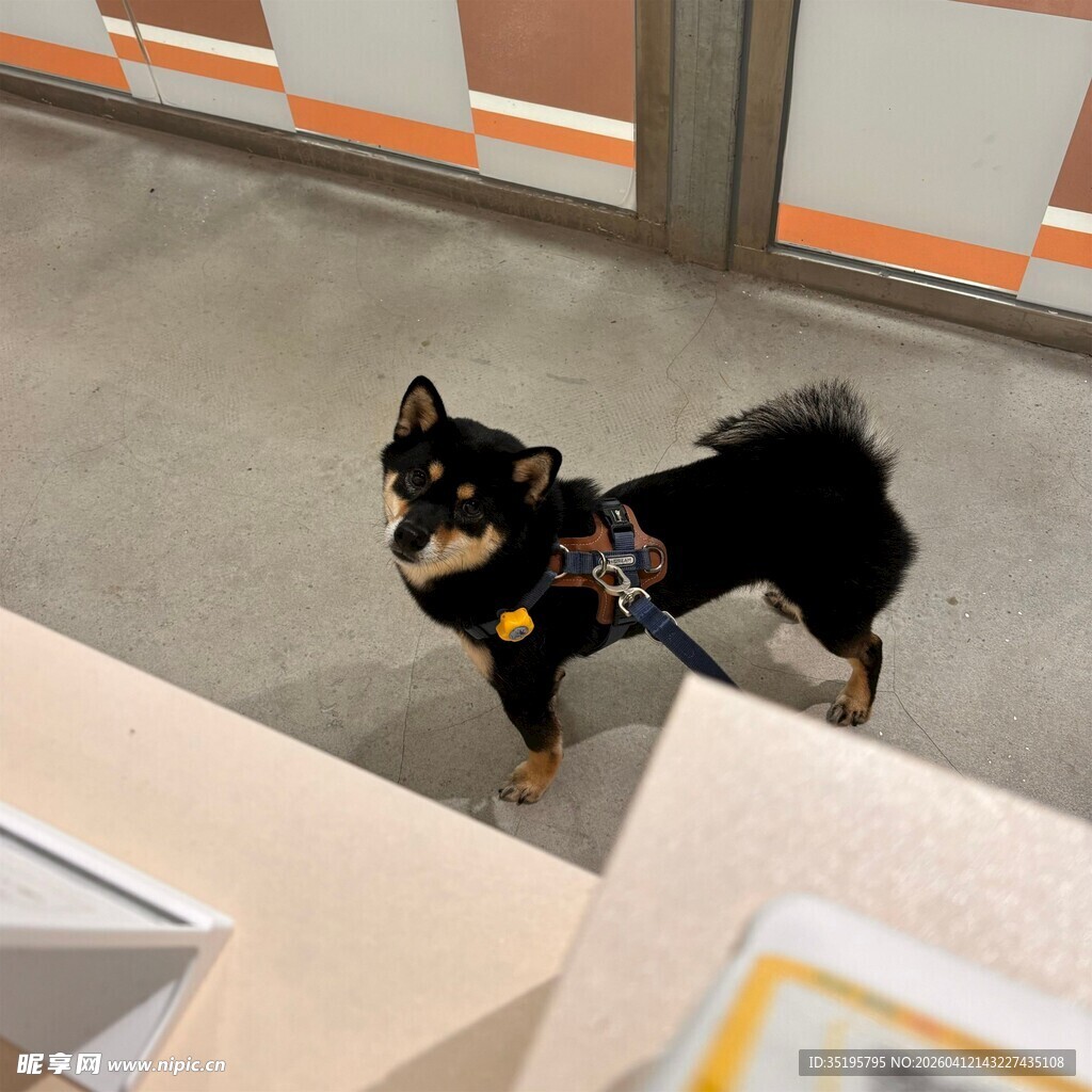 室内可爱黑柴犬站立