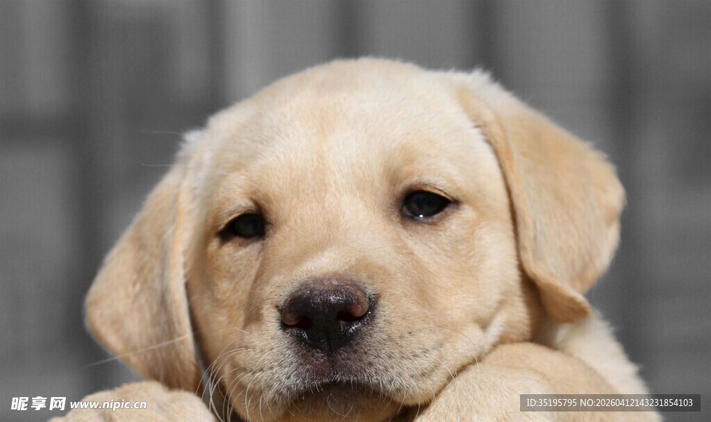 可爱拉布拉多幼犬