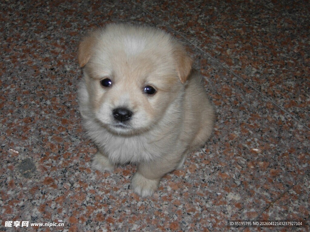 可爱小奶狗蹲坐地面