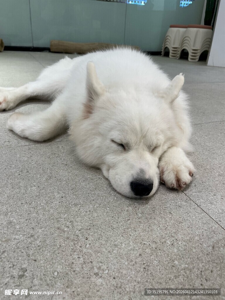 酣睡的萨摩耶犬