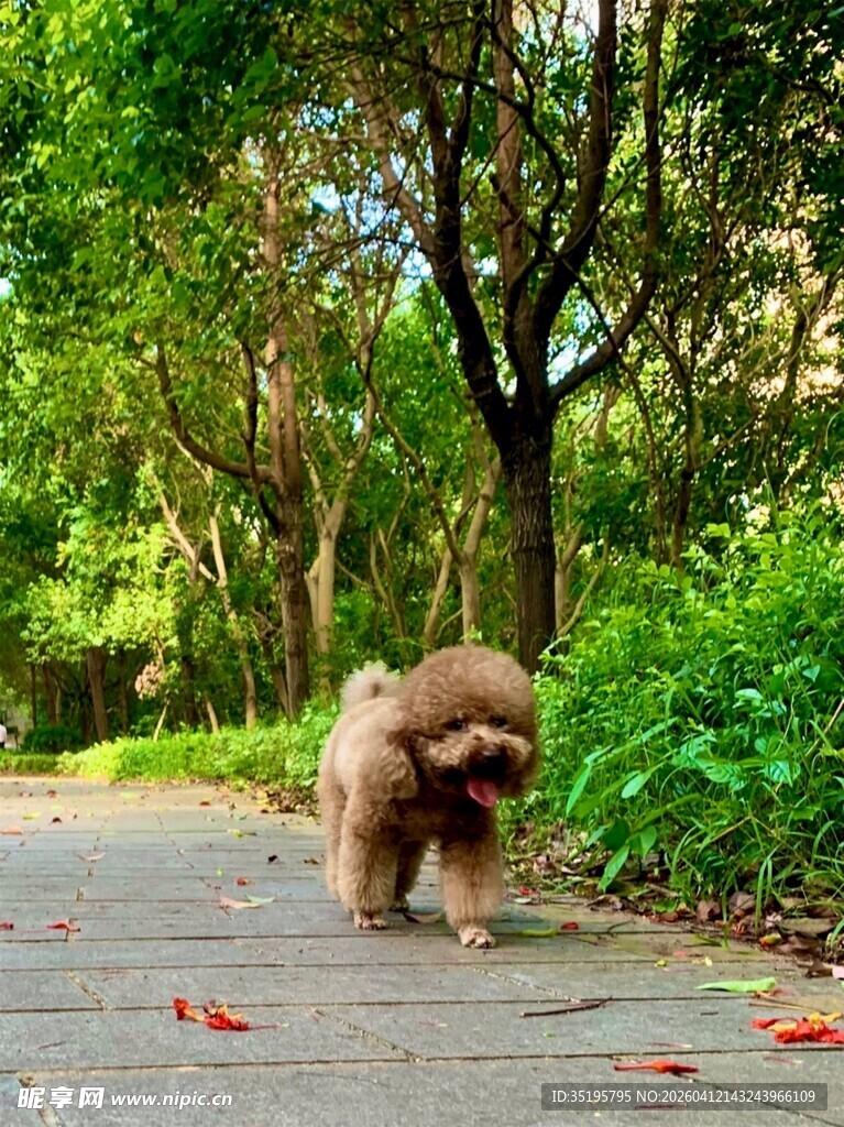 小萌犬在林间小道漫步