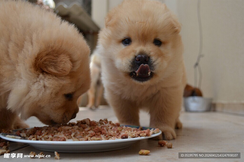 两只小狗进食画面