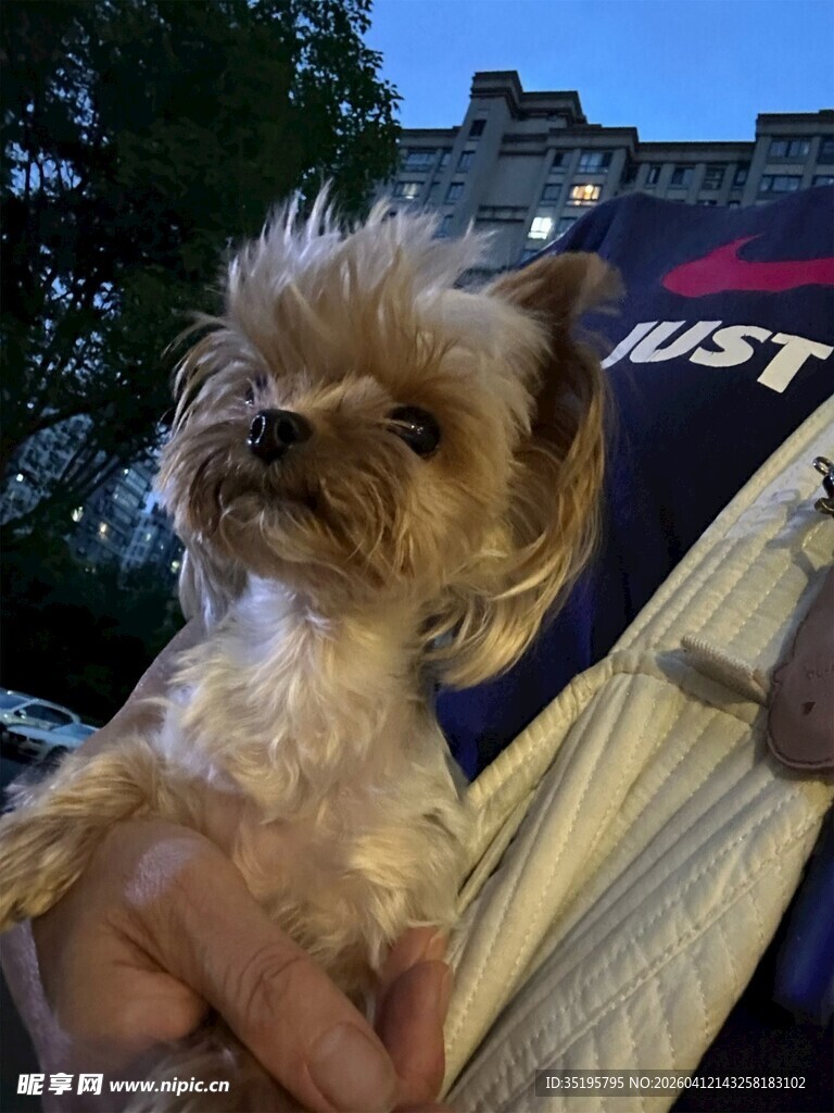 可爱约克夏被温柔捧起