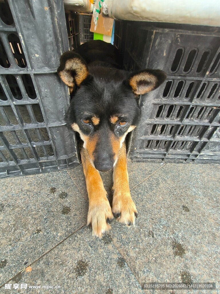 可爱小狗蹲坐地面