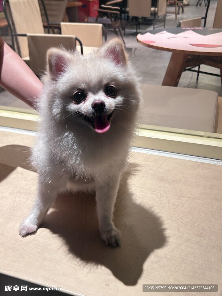 可爱博美犬张嘴露笑