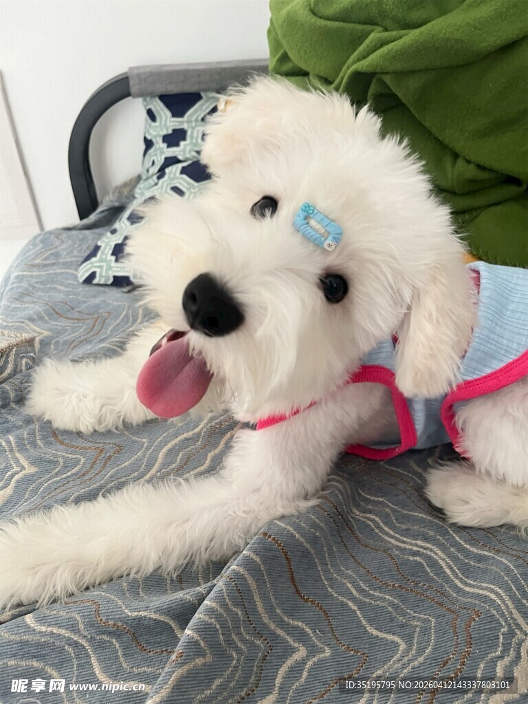 可爱白狗狗穿粉衣躺床上