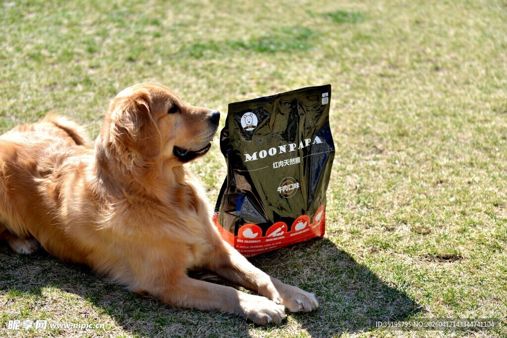 金毛犬与户外装备相伴