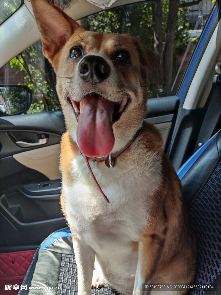 车内吐舌的可爱狗狗