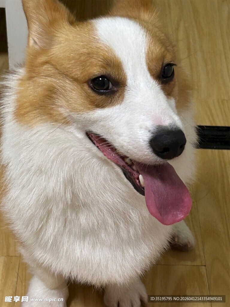 可爱柯基吐舌卖萌