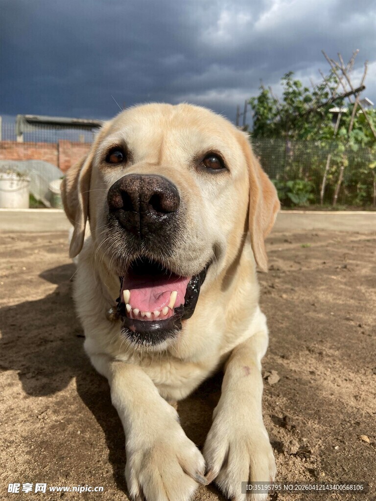 趴着的可爱拉布拉多犬