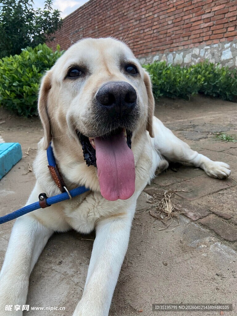 趴着的可爱拉布拉多犬