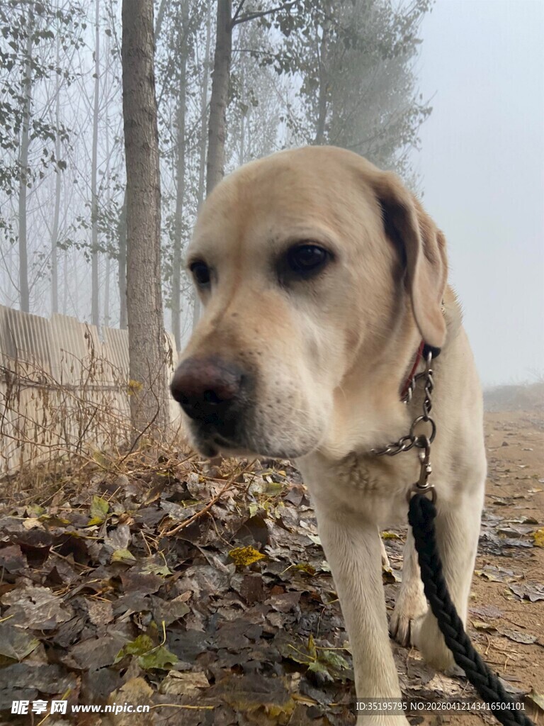 拴着的拉布拉多犬