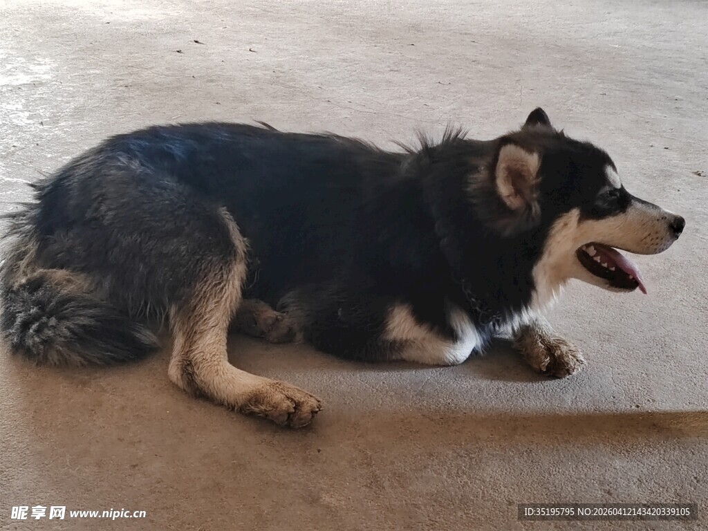 趴着的黑白狗狗
