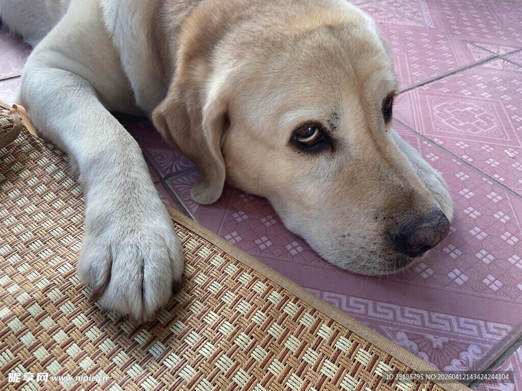 趴着的拉布拉多犬