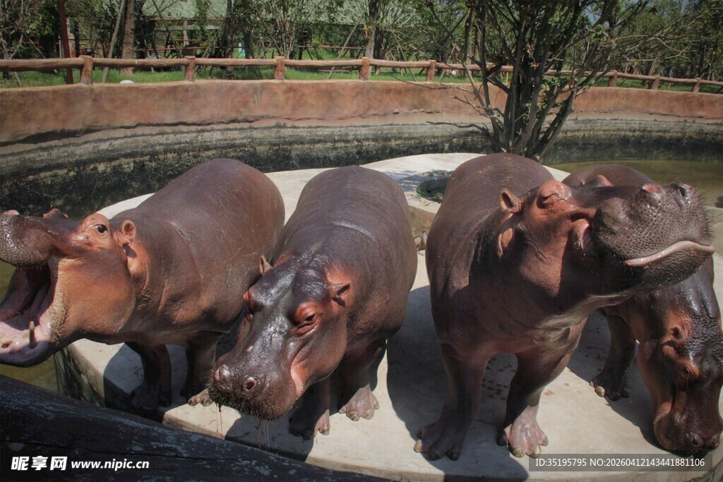 河马群在水边休憩