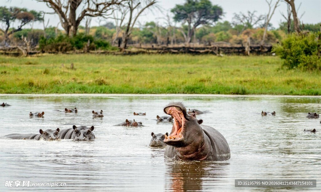 河马在水中露出大嘴