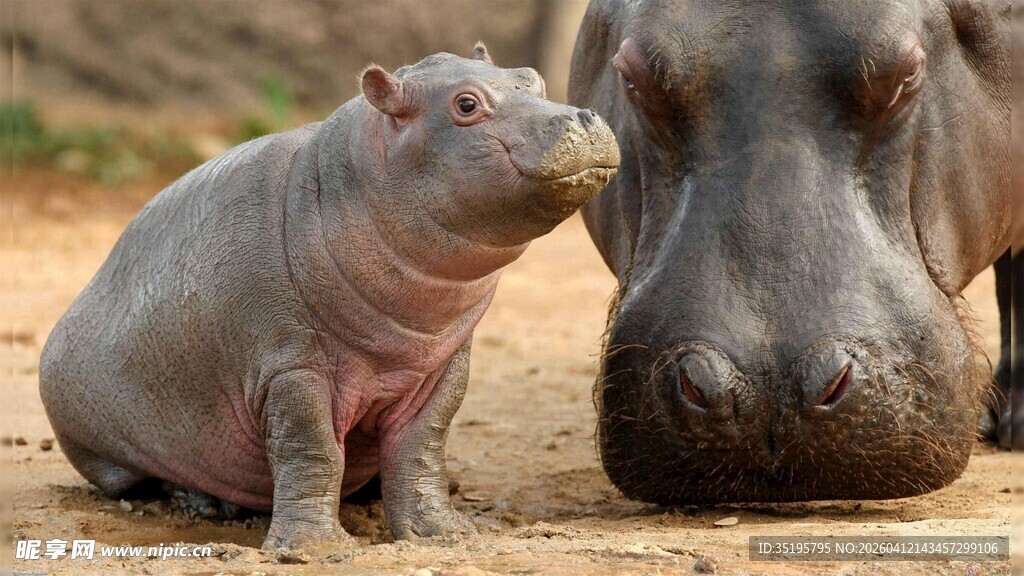 河马母子亲昵瞬间