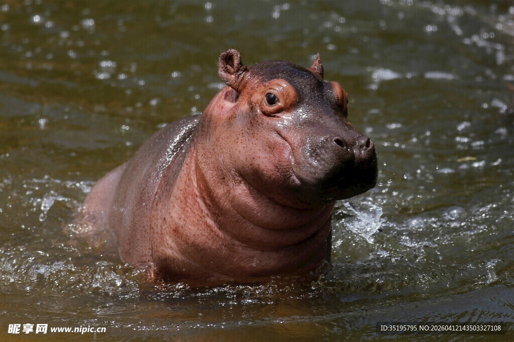 水中嬉戏的河马