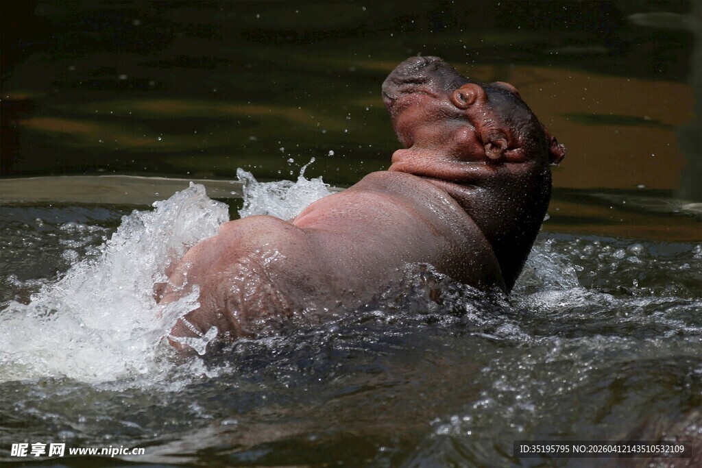 河马水中嬉戏溅起水花