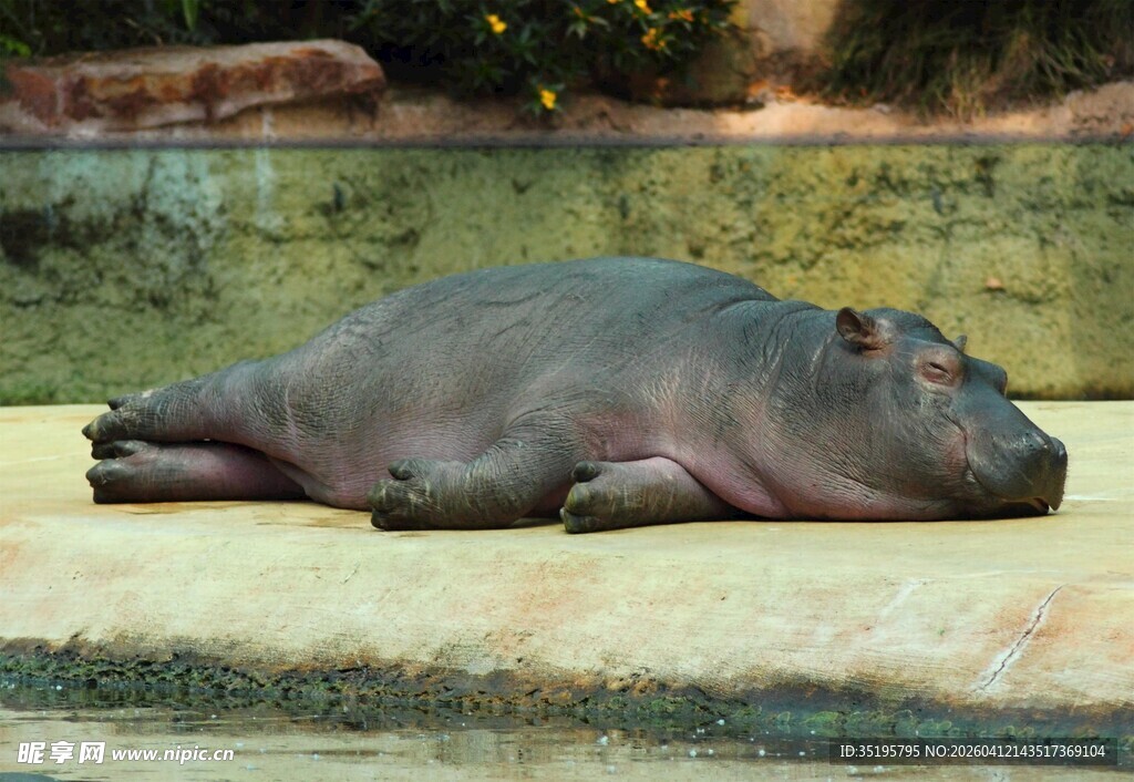 河马惬意躺卧
