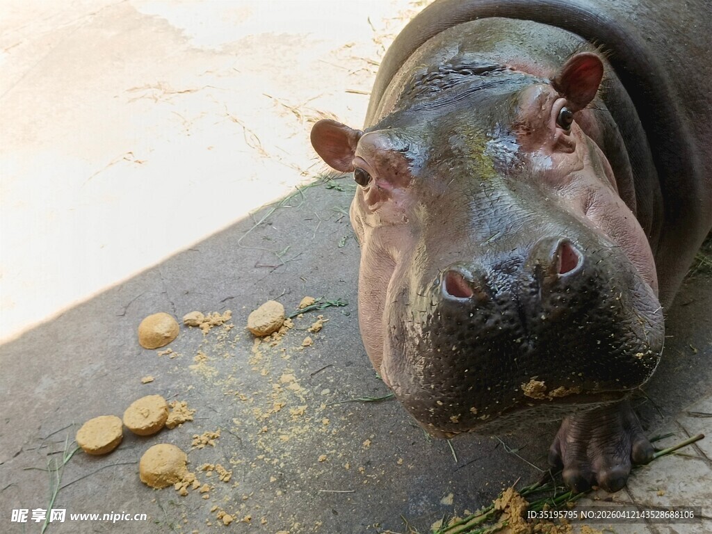 趴在地上的可爱小河马