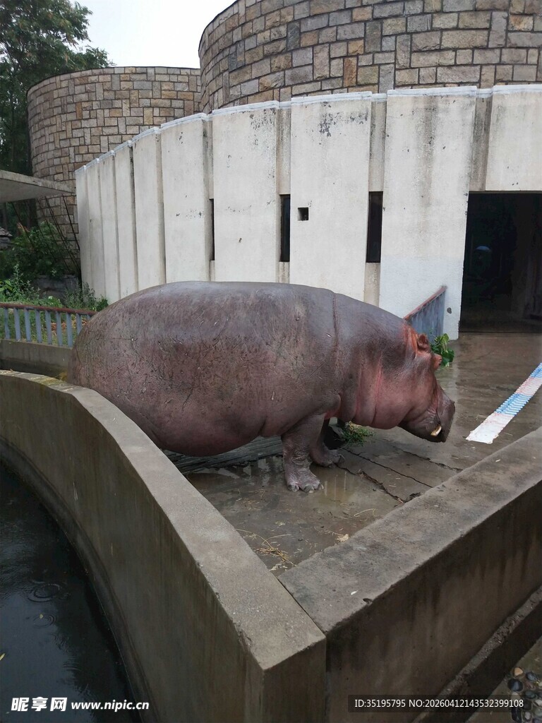 动物园里的河马
