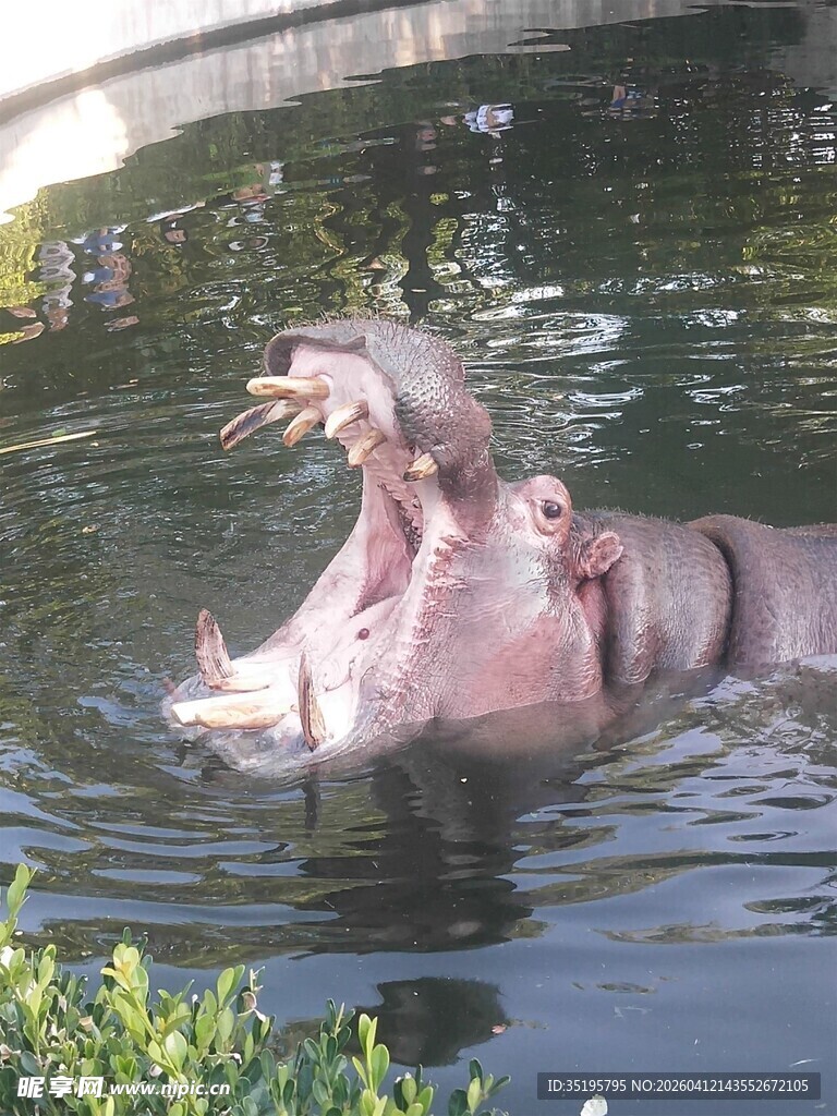 水中张嘴的河马