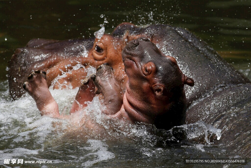 河马水中嬉戏