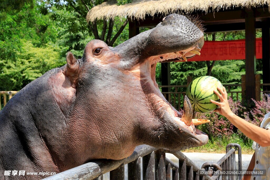 河马张嘴接食西瓜
