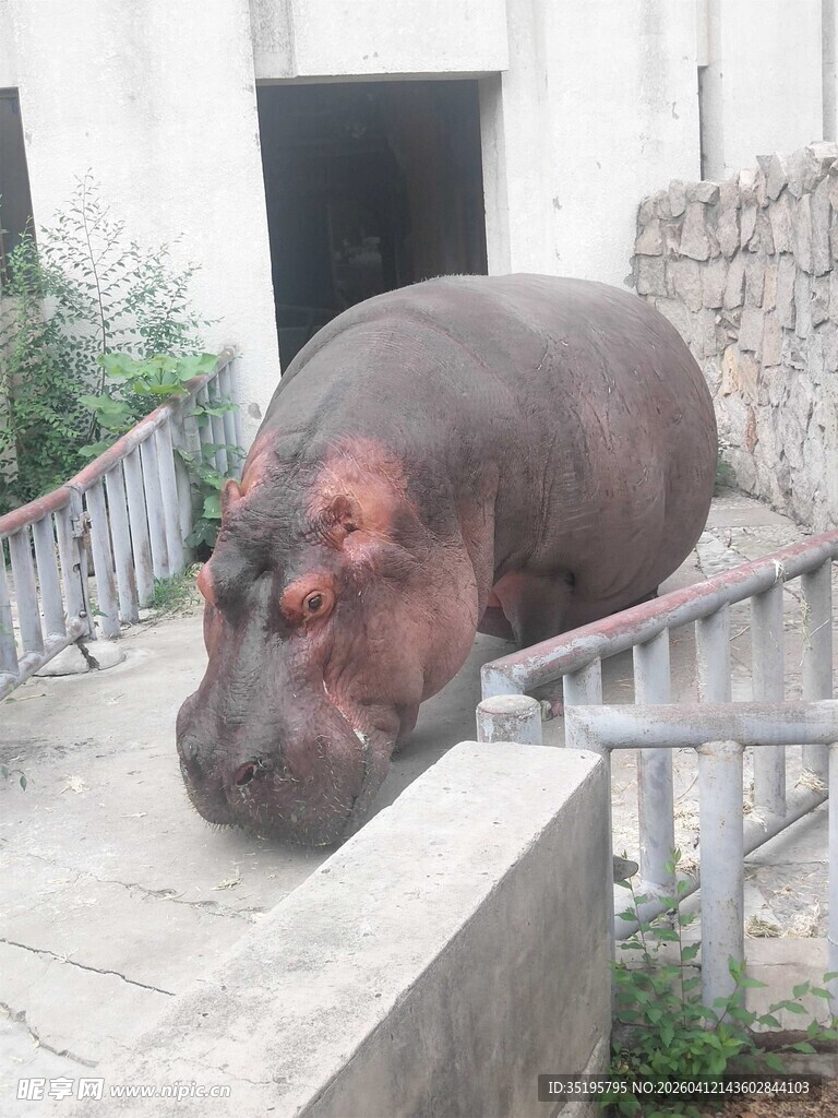 河马趴靠在石台上