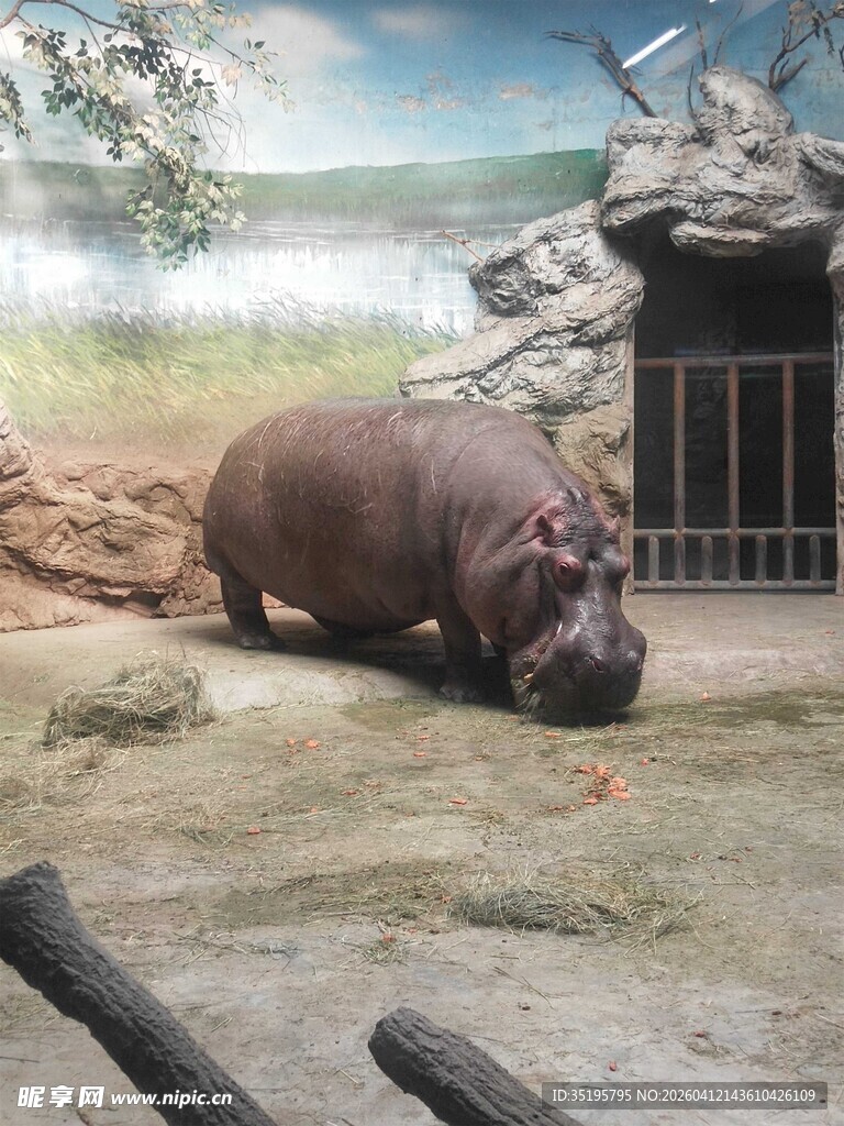 动物园中休憩的河马