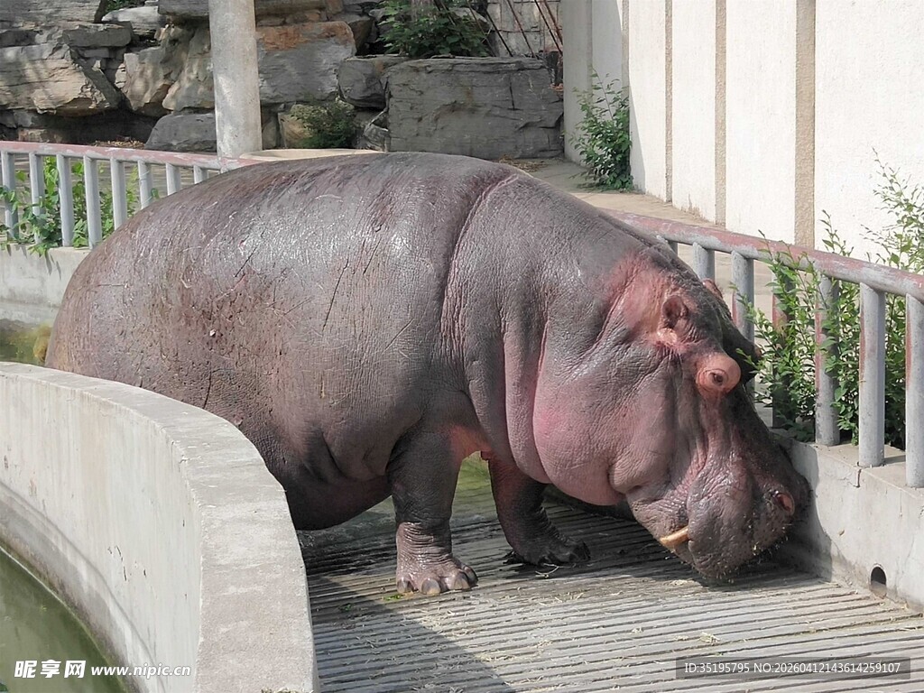 河边休憩的河马