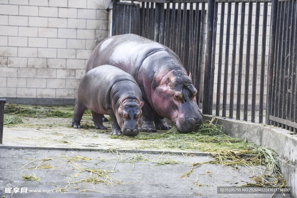 两只河马在围栏内进食