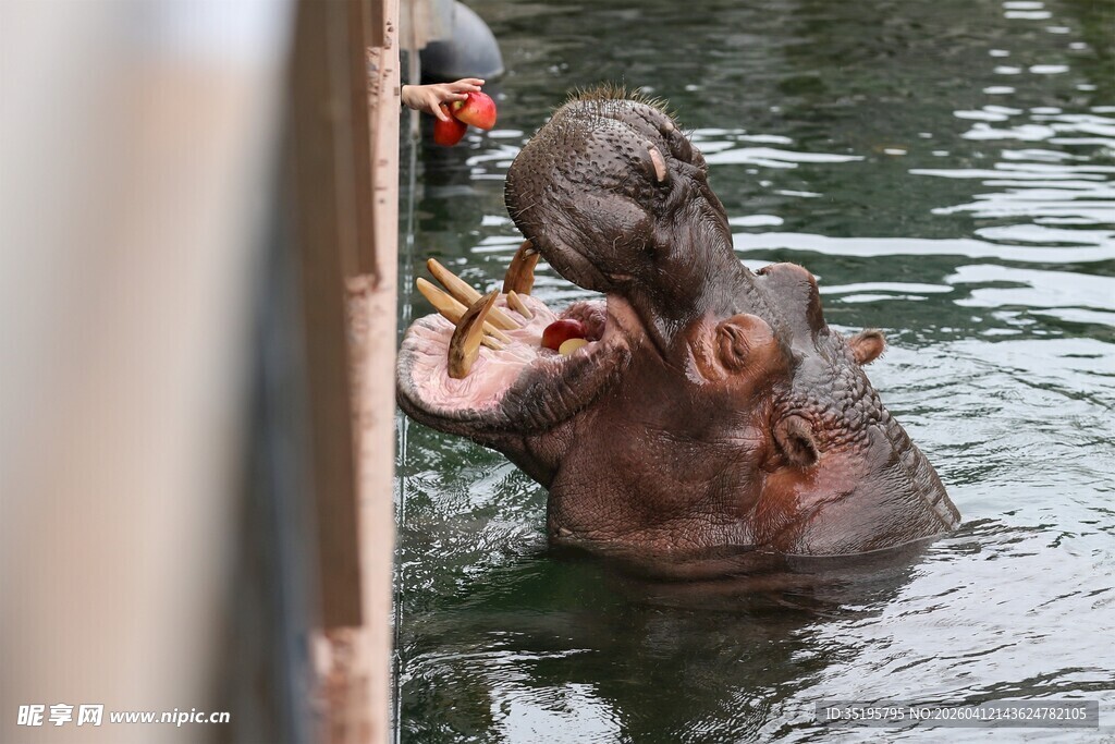 河马张嘴接食物