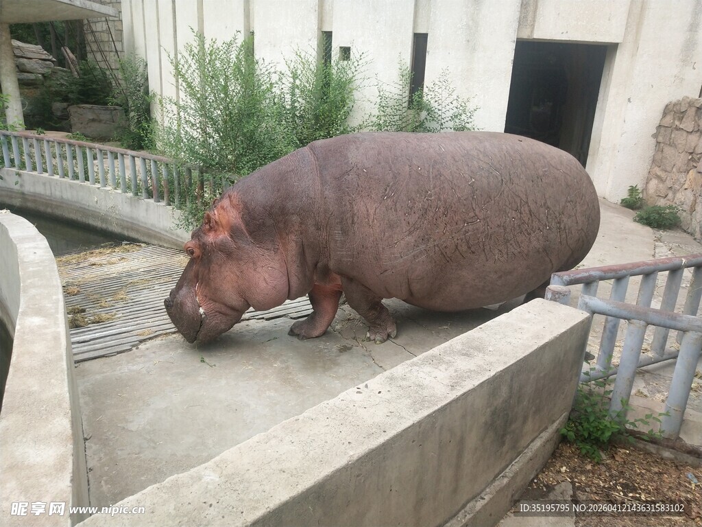 河马休憩于户外石台