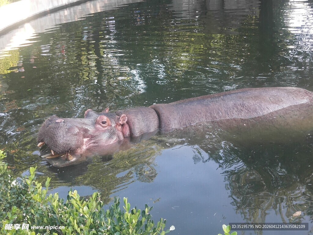 水中休憩的河马