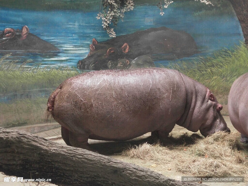 河马进食场景