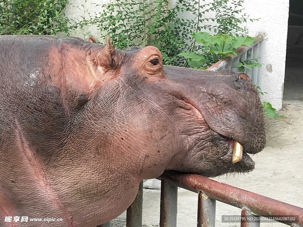 河马倚栏露出憨厚模样