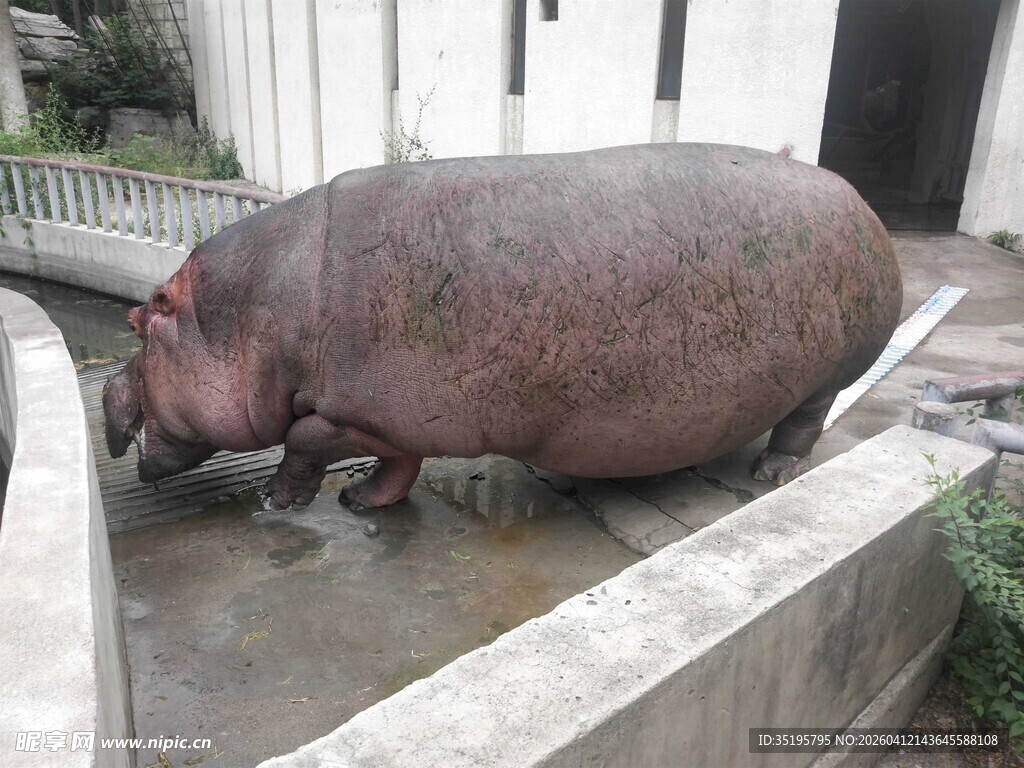 水池边的河马